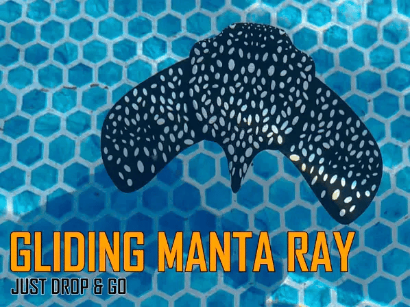 Gliding Manta Ray
